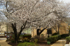 Springtime at Grace 2009